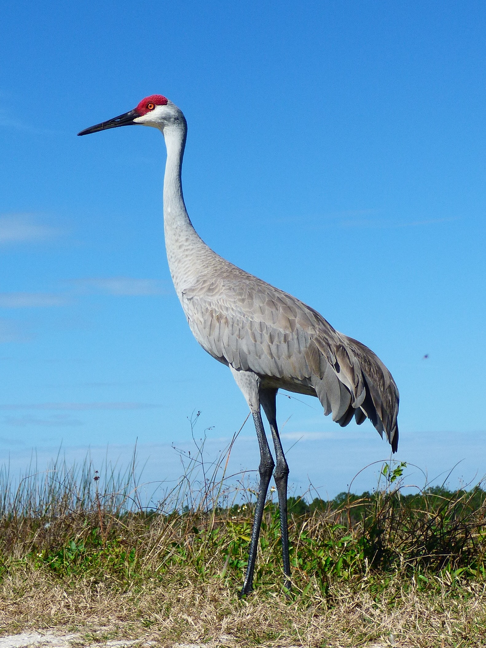 Sandhill Cranes at Whitewater Draw, Sulphur Springs Valley · Cochise County