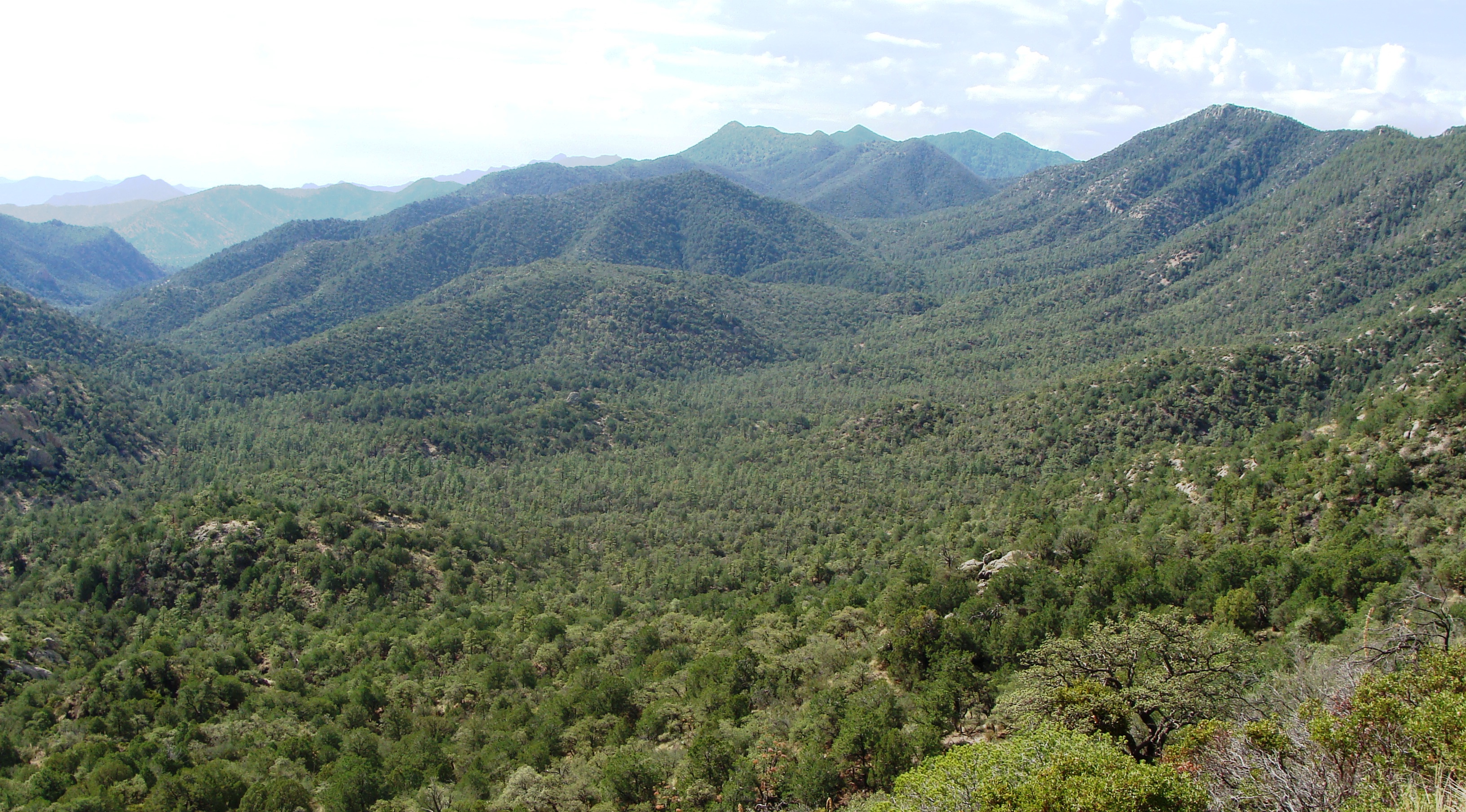 Hiking Turkey Creek, Coronado National Forest · Chiricahua range